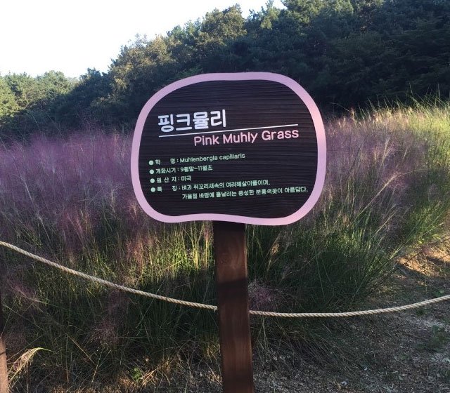 울산대공원핑크뮬리